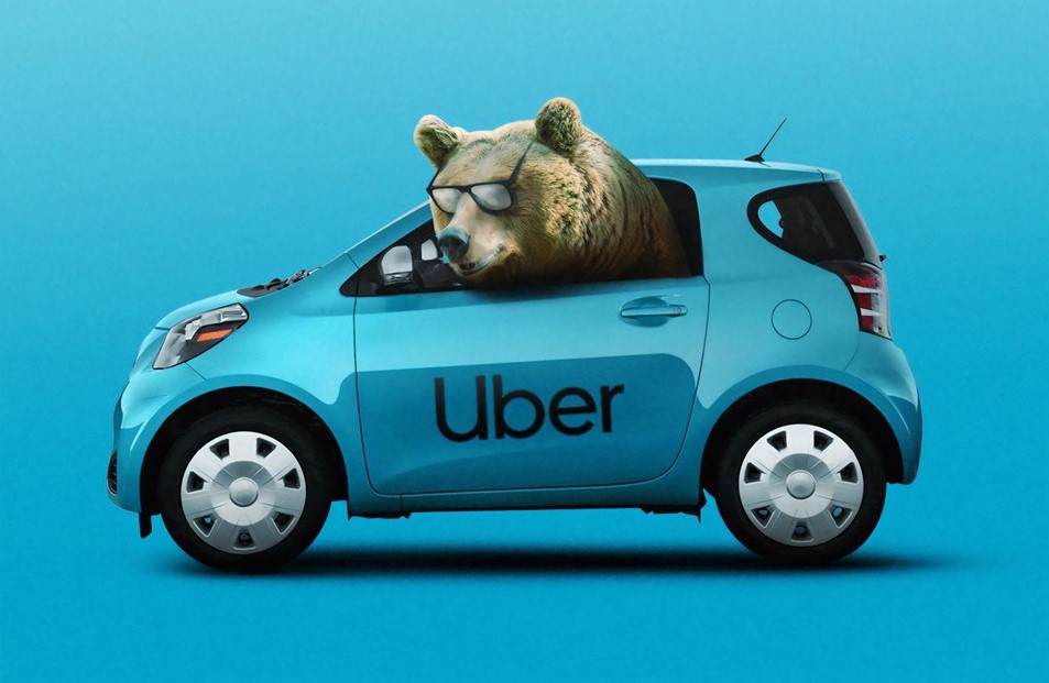 Bear looking out from a blue uber to show critical mass