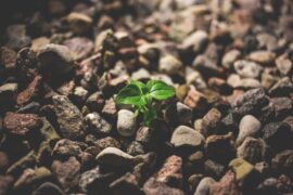 plant growing in rocks to show power of compounding or compound interest