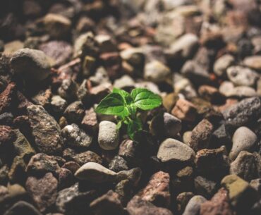 plant growing in rocks to show power of compounding or compound interest